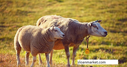 Burwell Livestock Market